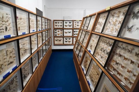 🏛️ 쓰야마 자연 신비관(쓰야마 시젠노 후시기칸) 이미지 5